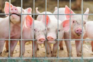 Pigs on the Farm
